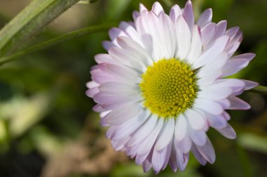 beautiful daisy flower  growing in garden in spring 