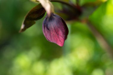 beautiful flower  growing in garden in spring 