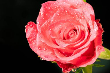 Güzel gül çiçeği, kapat