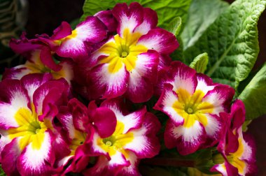 beautiful  flowers, floral composition, close up