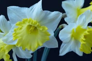 Bahçede büyüyen nergisler, bahar arkaplanı.