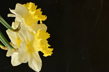beautiful daffodils  flowers, floral composition, close up