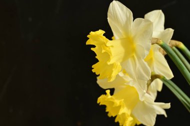 beautiful daffodils  flowers, floral composition, close up