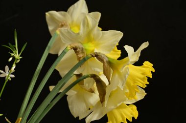 beautiful daffodils  flowers, floral composition, close up