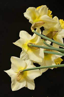 beautiful daffodils  flowers, floral composition, close up