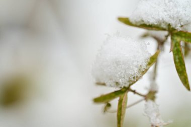 snow covered plants  in the garden 