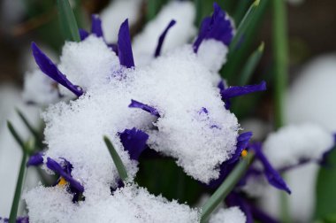 covered with snow beautiful irises growing in garden