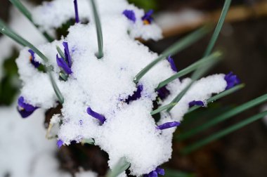 covered with snow beautiful irises growing in garden