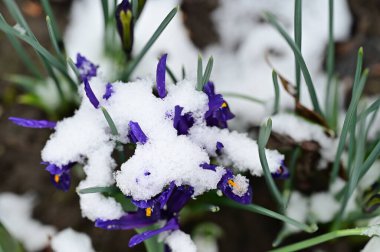 covered with snow beautiful irises growing in garden