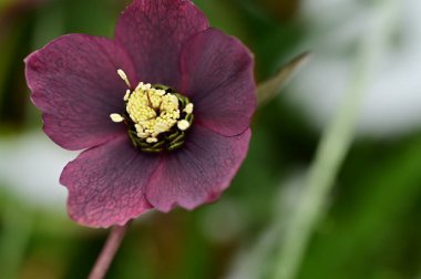 beautiful flower  growing in garden in spring 