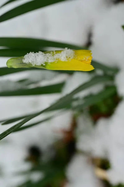 daffodil  flower  covered with snow  in garden