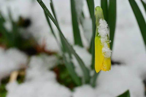 daffodil  flower  covered with snow  in garden