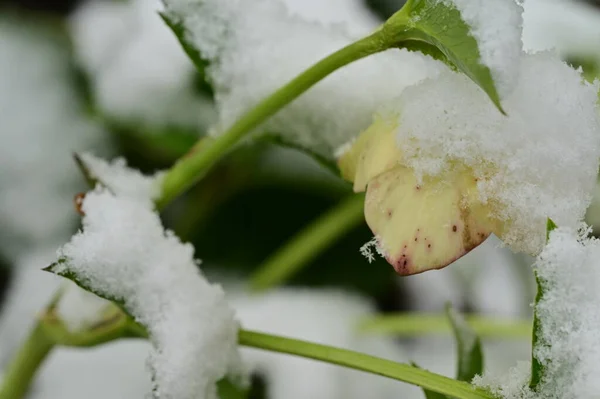 beautiful flower  covered with snow  in garden