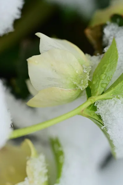 beautiful flower  covered with snow  in garden