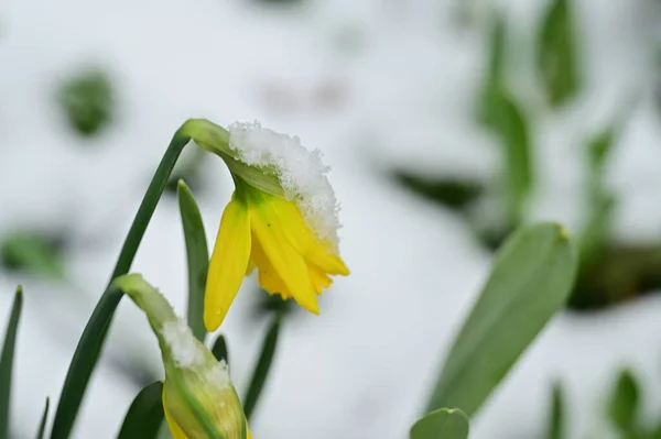 daffodils   flowers  covered with snow  in garden
