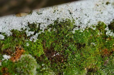 Ormandaki ağaçta yosun
