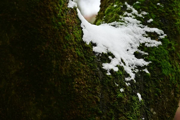 Árvore Coberta Neve Inverno — Fotografia de Stock