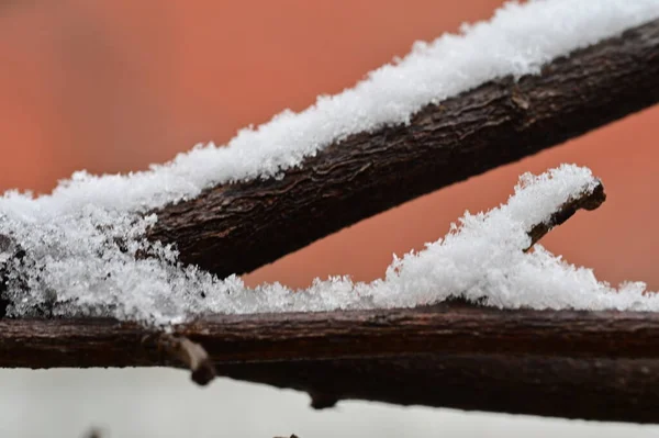 Snow Covered Tree Winter — Stock Photo, Image