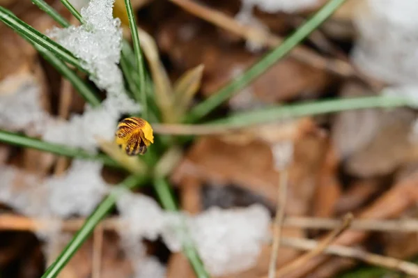 crocus  flower  covered with snow  in garden