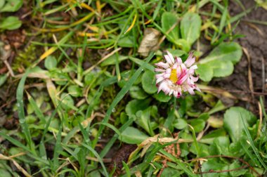 beautiful daisy flower  growing in garden in spring 