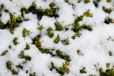 snow covered plants  in the garden 