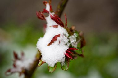 Bahçede karla kaplı bitki 