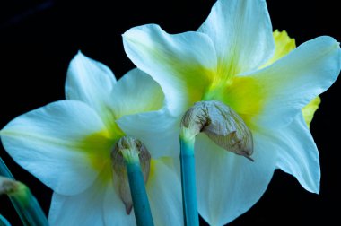 daffodils flowers, spring background.