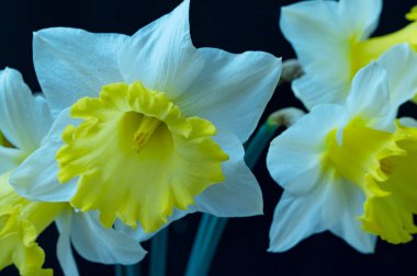 daffodils flowers, spring background.