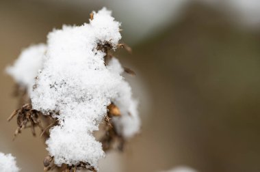 plant  covered with snow  in garden