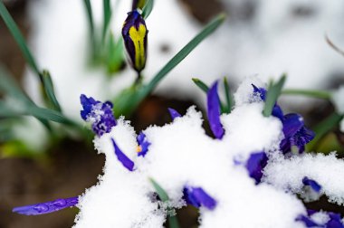 covered with snow beautiful irises growing in garden