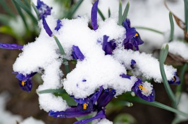 covered with snow beautiful irises growing in garden