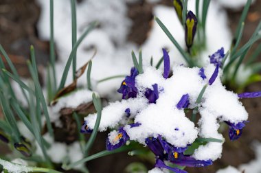 covered with snow beautiful irises growing in garden