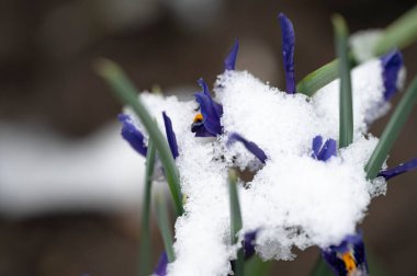 covered with snow beautiful irises growing in garden