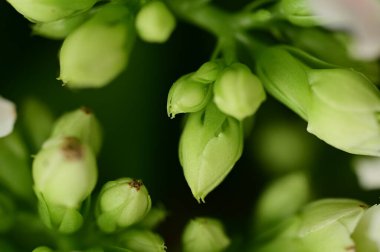 Güzel çiçekler, çiçek konsepti 