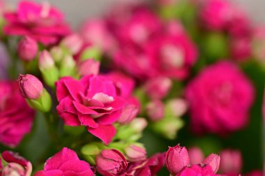 Güzel çiçekler, çiçek konsepti 