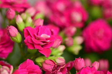 Güzel çiçekler, çiçek konsepti 