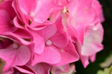 Güzel çiçekler, çiçek konsepti 