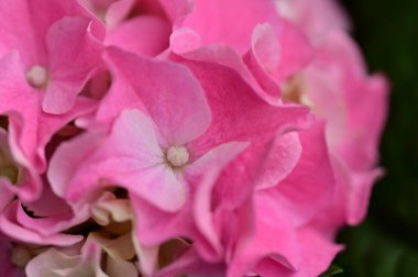 Güzel çiçekler, çiçek konsepti 