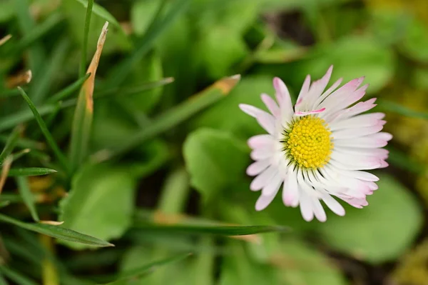 Beautiful Daisy Flower Growing Garden Spring — Stockfoto