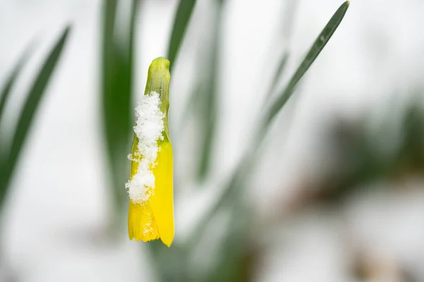 Цветок Нарцисса Покрытый Снегом Саду — стоковое фото