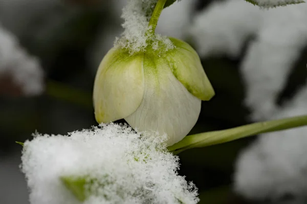flower  covered with snow  in garden