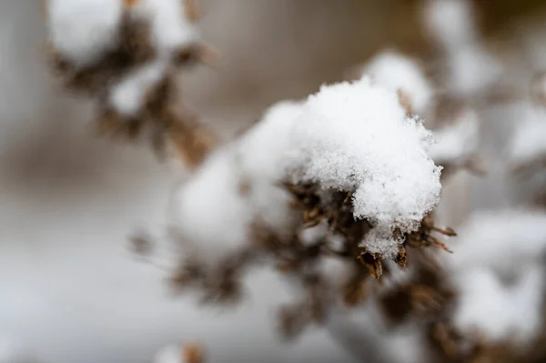Сніговий Покрив Рослини Саду — стокове фото