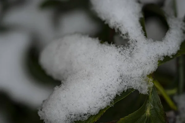 花园里覆盖着雪的植物 — 图库照片