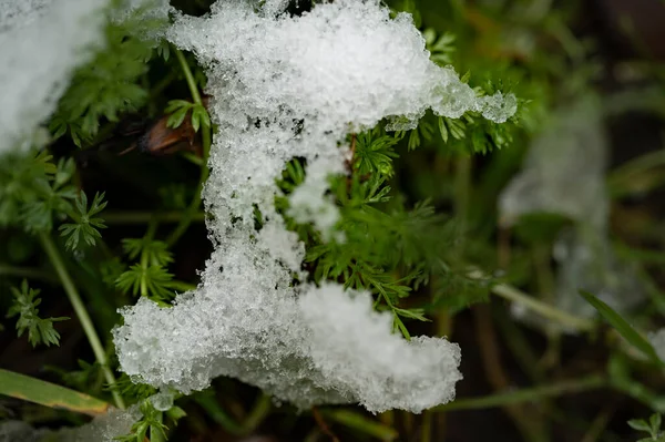 Tiro Botânico Bonito Papel Parede Natural Plantas Sob Neve — Fotografia de Stock