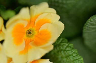 beautiful white and yellow flowers, floral concept background