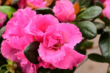 close up view of spray roses in the garden