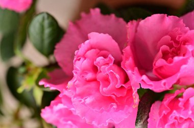 close up view of spray roses in the garden
