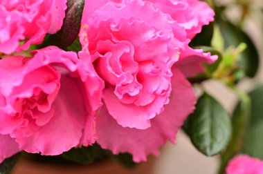 close up view of spray roses in the garden