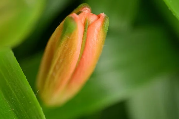 Красива Квітка Росте Саду Навесні — стокове фото