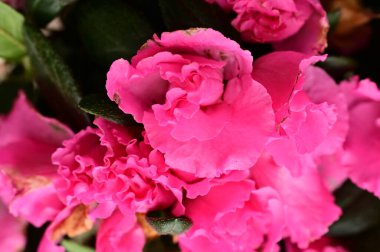 close up view of spray roses in the garden